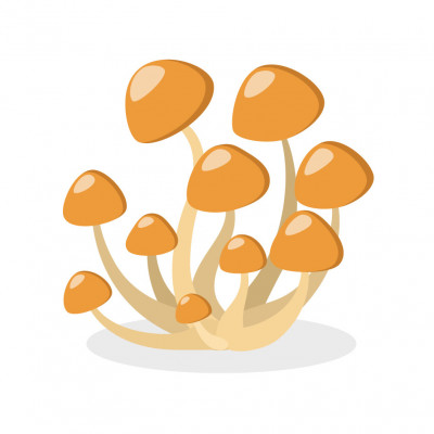 ぶなしめじダイエット