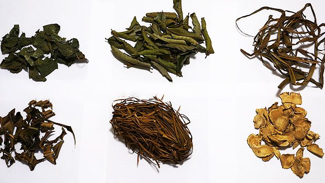 体にいい葉っぱだらけでした！