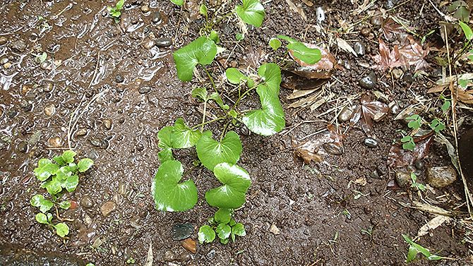 ツワブキみっけ！