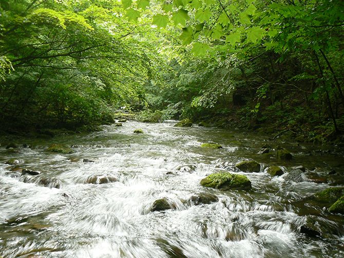 確かに水が綺麗です