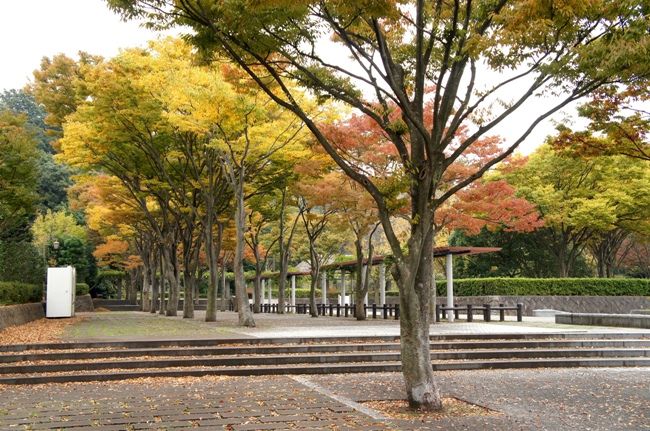 紅葉もそろそろ終わりですね