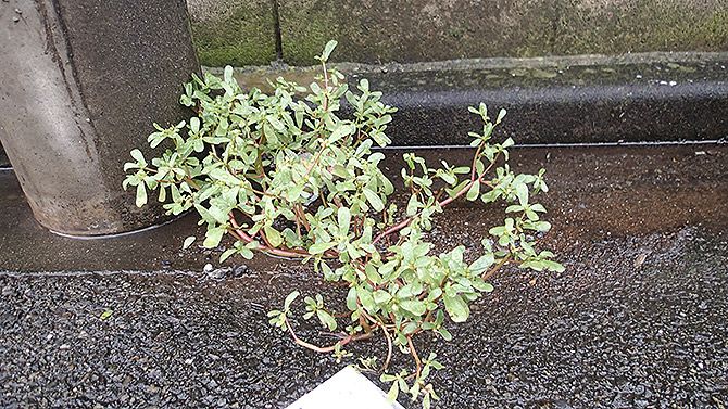 スベリヒユをゲッチュ！