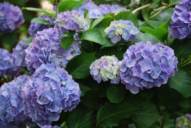 この梅雨の時期がイサキの季節ですよ！