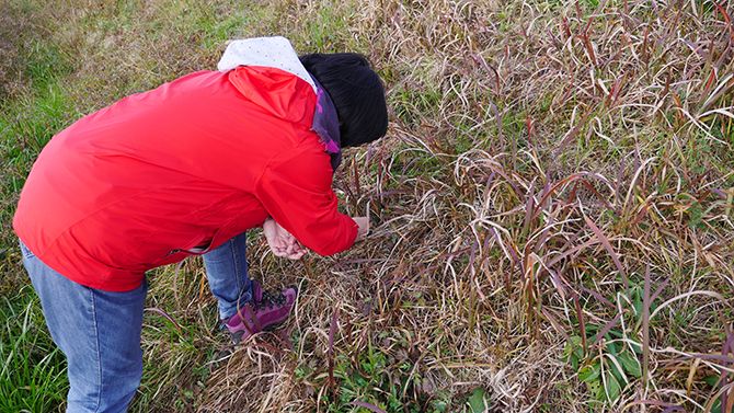 多摩川でチガヤをみつけました