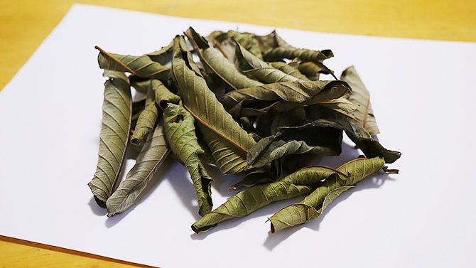 これがグァバの葉です！