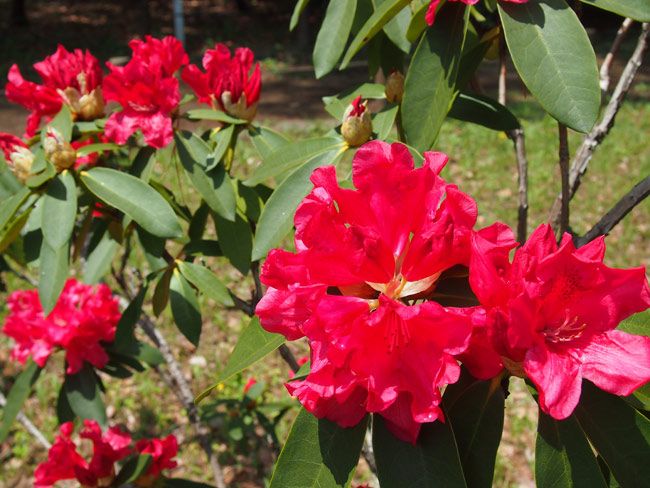 スポーツクラブ＆スパ ルネサンス 亀戸24::綺麗な草花と出会えるかも