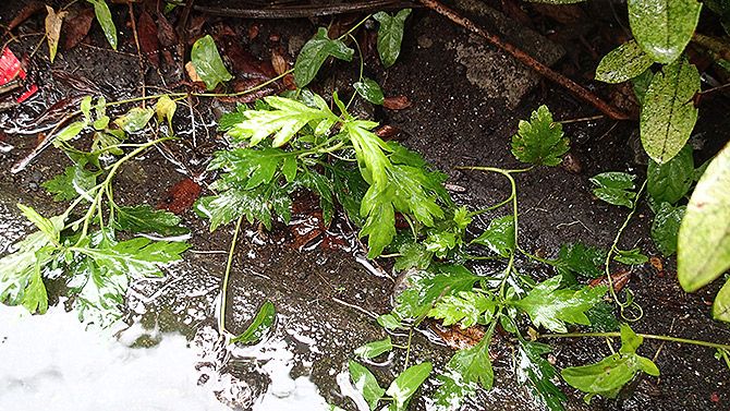 ヨモギを発見！