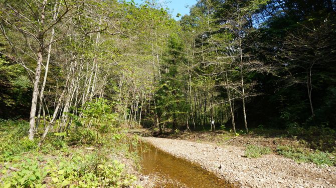 そこで森林です！