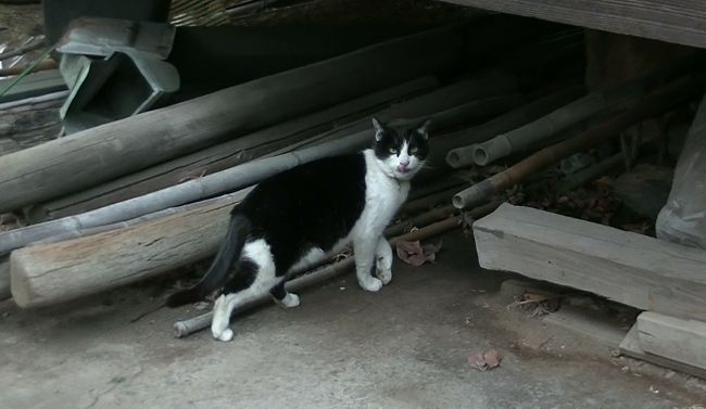 密着する猫はこちらのふくちゃんです。

