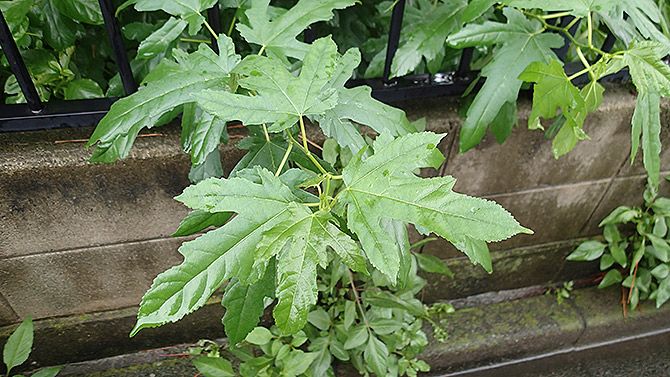 続いて、クワを見つけました！