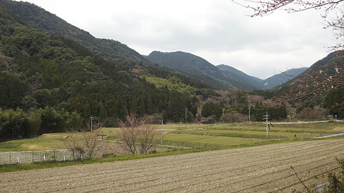 山は木々で覆われていることが多い