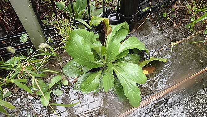 7個目は数合わせ