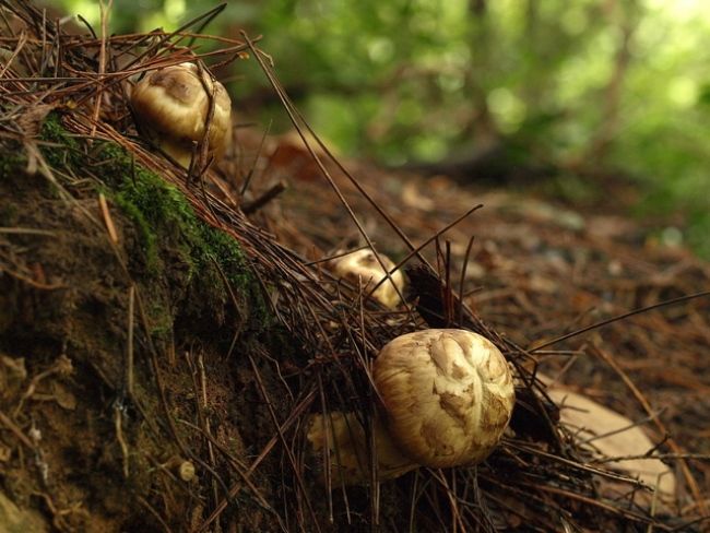 松茸も名残の時期
