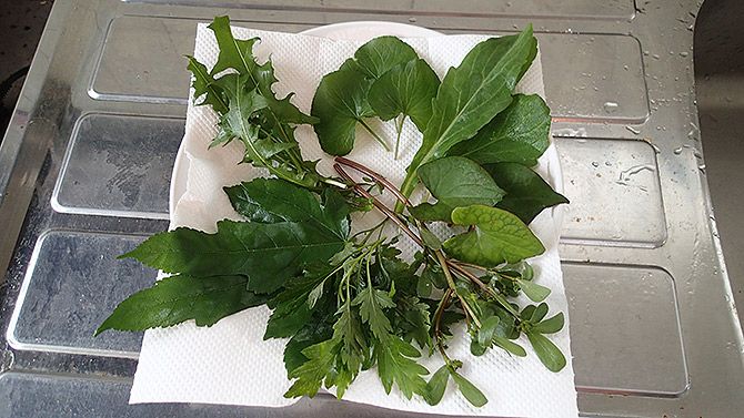 キッチンペーパーをひいたお皿にハーブ（雑草）を並べ、