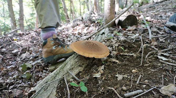 こんな感じで山に生えています