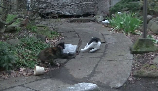 重心を後ろ足に移動しすぐさま方向転換

