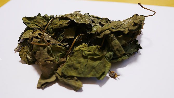 これが長命草です！