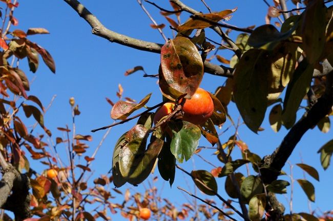 近場の柿農園にて