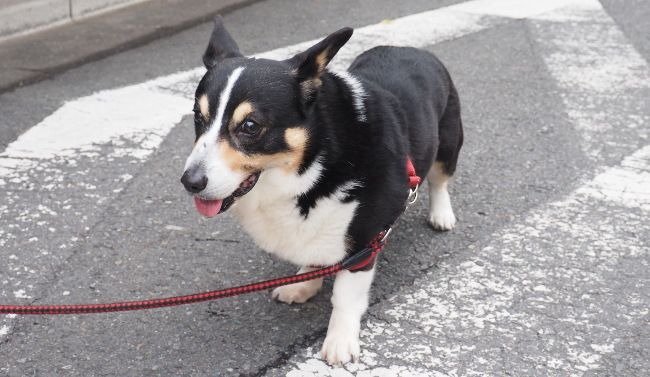 観察するわんちゃんは、コーギーのはんぞうくんです。

