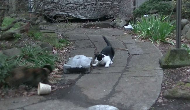 ふくちゃんの前にお友達が飛び出してきました。

