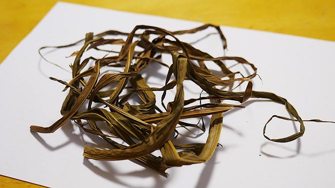 これがジュズダマです！