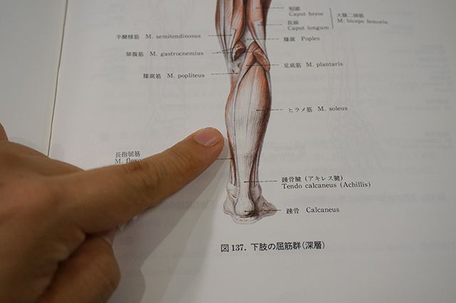 ヒラメ筋に似ている！