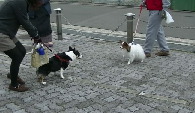散歩の途中、お友達のわんちゃんと会いました。

