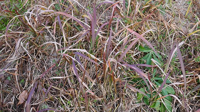 それがこの「チガヤ」です