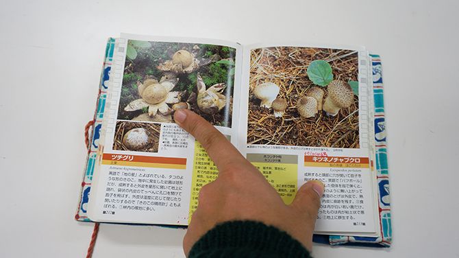 こんなキノコです