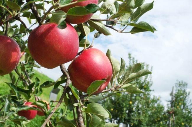 りんごと青空のコントラストも素敵です