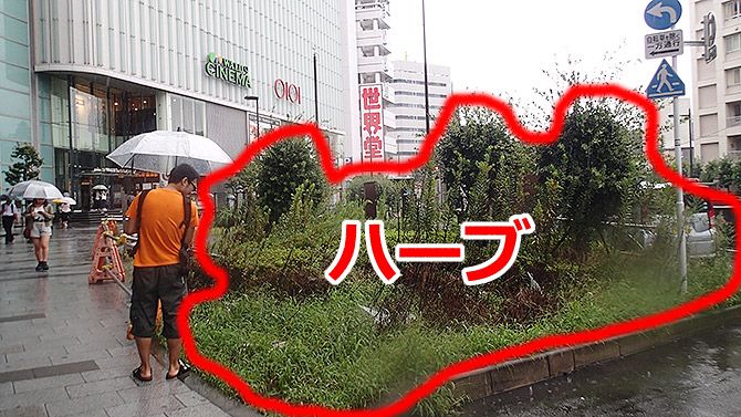 しかし朗報です！　その辺の草は全部「ハーブ」だそうです！