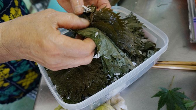 これはシソの塩漬けです！