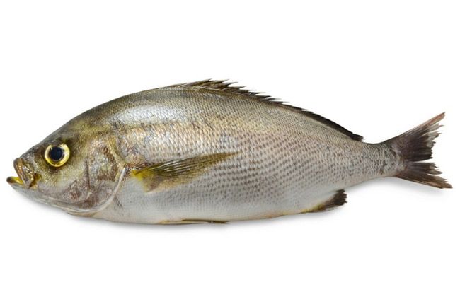 これがイサキです